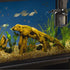Marineland Micron Magnum 200 Polishing Internal Canister Filter for Aquariums up to 60 Gallons, Crystal Clean Water...