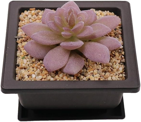 8PCS/Pack Retro Style Square Small Bonsai Training Pots with Tray, Mini Plastic Mocha Garden Flower Pot 4.7"...