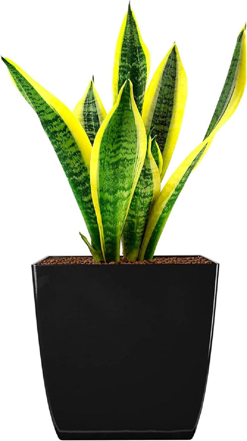 The HC Companies 8 Inch Aria Square Self Watering Planter - Plastic Plant Pot for Indoor Outdoor Plants Flowers Herbs, Glossy Black...