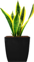 The HC Companies 8 Inch Aria Square Self Watering Planter - Plastic Plant Pot for Indoor Outdoor Plants Flowers Herbs, Glossy Black...