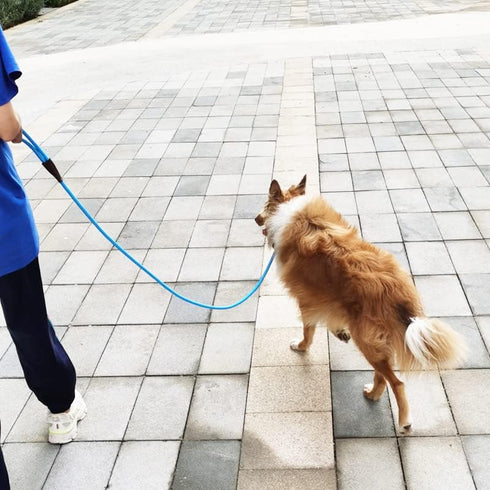 Rope Slip Lead Dog Leash, Heavy Duty 1/2” by 5ft Solid Colors 7+ Climbing Nylon Round Dog Training Leash, No Pull Dog Lead Great for Medium and La...