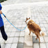Rope Slip Lead Dog Leash, Heavy Duty 1/2” by 5ft Solid Colors 7+ Climbing Nylon Round Dog Training Leash, No Pull Dog Lead Great for Medium and La...