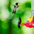 12 Pieces Hummingbird Feeder Replacement Flowers, Bird Feeder Parts Replacement Flowers for Hanging Feeders, Decorative Flower for Hummingbird Fee...