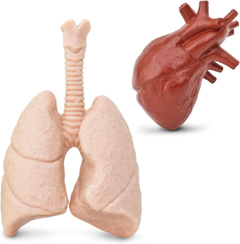 Safari Ltd. Human Organs TOOB - 8 Mini Figurines Including Brain, Heart, Lungs, Liver, Kidneys, Stomach, and Intestines - Anatomy Educational Toy ...