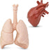 Safari Ltd. Human Organs TOOB - 8 Mini Figurines Including Brain, Heart, Lungs, Liver, Kidneys, Stomach, and Intestines - Anatomy Educational Toy ...