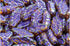 2.1oz (60 g) Mix of Unique Czech Bohemia Glass Pressed Beads, Crazy Purple Green Copper, Table Cut, Matte and Glossy, Faceted Fire Polish, Hand Ma...
