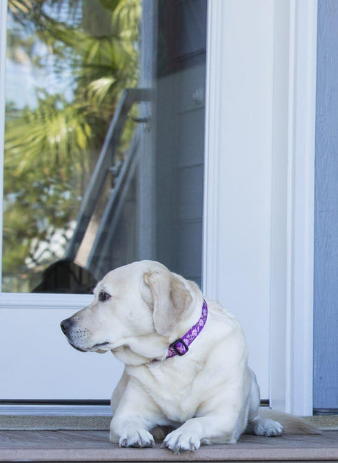 LupinePet Originals 1" Rose Garden 12-20" Adjustable Collar for Medium and Larger Dogs...