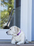 LupinePet Originals 1" Rose Garden 12-20" Adjustable Collar for Medium and Larger Dogs...