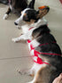 Pet Cat Bikini,Pure Handmade Cat Costume Funny Pet Clothes Small Dog Costumes Clothes(Pink, Large)...