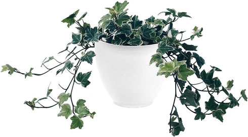The HC Companies 8 Inch Garden Wall Planter - Plastic Hanging Plant Pot for Indoor Outdoor Flowers, Herbs, White...