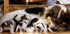 PROFERRIC 100 CC. Tonic Liquid Best Pet Booster Blood Support for Dogs Puppies Iron & Multi Vitamins Supplement Fast Increasing Animal Immunity En...