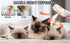 2024 Multifunctional Cat Dog Hair Brush for Removing Tangled and Loose Hair, Steamy Cat Brush, 3 In1 Cat Steamy Brush for Massage, Cat Grooming Br...
