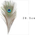 12 PCS Real Natural Peacock Eye Feathers 10-12 inch for DIY Craft, Wedding and Holiday Decorations...