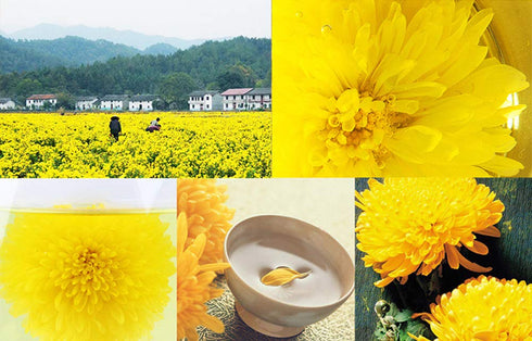 TooGet Dried Chrysanthemum Herbal, Premium Golden-Yellow Fetal Chrysanthemum Flower Tea, Loose Leaf Floral Tea, Top Grade - 2 OZ...