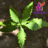 Alebrixes - Epazote 4 oz (113 G) | Dried Epazote Leaves - Hoja de Epazote Aromatica | 100% natural - Resealable bag | Imported from Mexico...