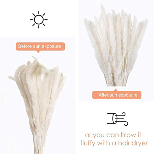 30 Pcs White Pampas Grass ,17 inch/45 cm Natural Dried Pampas Grass Branches Decor for Home Kitchen Garden Party Photographing Flower Arrangement ...