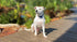 Replacement Receiver Collar Straps for All Brands Electric Dog Fences | Black with White Bones | PetSafe, Invisible Fence, More (Up to 12" Neck)...