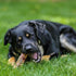 Beef Trachea Dog Training Treats Single Ingredient and Made in USA 2X...