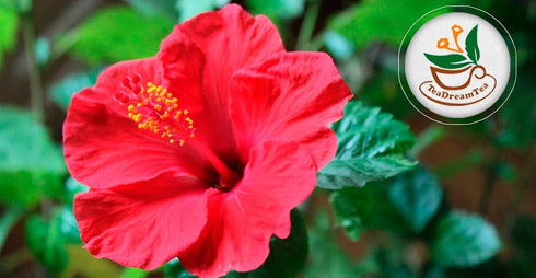 TeaDreamTea Hibiscus Tea Bags | 100 Bleach-Free Tea Bags | Caffeine Free | Dried Hibiscus Flowers | Hibiscus Flower Tea | Dried Flower Tea | Brew ...