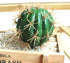 FagusHome Artificial Cactus Decor Faux Cactus Plant Fake Succulents Plants Artificial Cacti 4 Pieces Unpotted Indoor Home Décor Fake Cactus Stems...