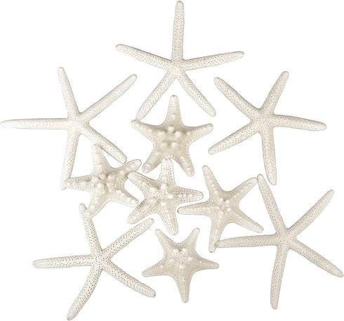 Jangostor 12 PCS Starfish 2-6 Inch Mixed Starfish Natural Seashells Starfish Star Fish Shells Decorations Perfect for Wedding Decor Beach Theme Pa...