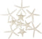 Jangostor 12 PCS Starfish 2-6 Inch Mixed Starfish Natural Seashells Starfish Star Fish Shells Decorations Perfect for Wedding Decor Beach Theme Pa...