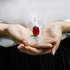 H&D HYALINE & DORA H&D Crystal Rose Flower Figurine Dreams Ornament in a Glass Dome Gifts for her (Red)...