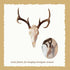 LAJIAOZ 3Pcs European Mount Skull Hangers with Silicone Protector Deer Skull Mount Hanger for Indoor Outdoor, Hanging Antelope, Cattle, Coyote and...