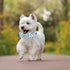 Maca Bates Blue Bee Dog Collar with Bow Bowtie for Dogs Bow Tie Adjustable Breakaway Blue Collars Accessories Birthday Gift for Small Medium Large...