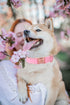 Elegant little tail Pink Dog Collar and Leash, Durable Pet Collar, Leather Dog Collar Adjustable Girl Dog Collars for X-Small Dogs...