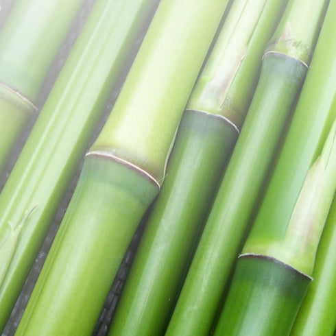 Pure Original Ingredients Bamboo Extract, Always Pure, No Additives Or Fillers, Lab Verified (100 Count)...