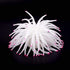 Mallofusa Artificial Aquarium Fish Tank Decoration Silicone Sea Anemone Artificial Fish Tank Ornament Decoration (White)...