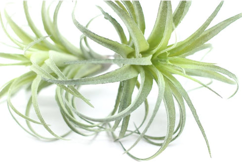 2PCS Artificial Flocking Tillandsia Air Plants Faux Succulents Bromeliads for Indoor/Outdoor Garden and Home Decor, Terrarium Decorations, Arrange...