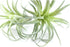 2PCS Artificial Flocking Tillandsia Air Plants Faux Succulents Bromeliads for Indoor/Outdoor Garden and Home Decor, Terrarium Decorations, Arrange...