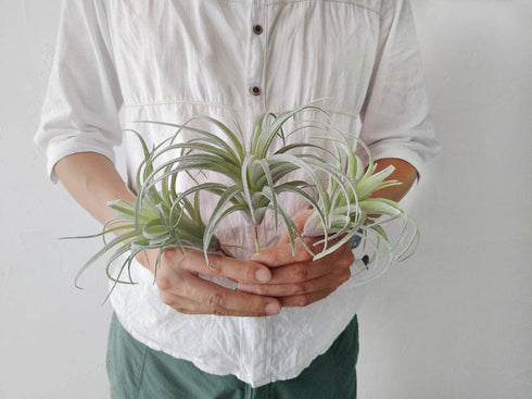 Artificial Air Plants Faux Succulents Plants Unpotted Small Tillandsia Look Real in Flocked Green Premium Crafting DIY Floral Decor for Home Garde...