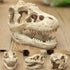 Opexicos 2Pcs 8.5 x 5.5 x 4.5 cm Resin Dinosaur Skull Aquarium Decoration Terrarium Reptile Fish Tank Ornament...