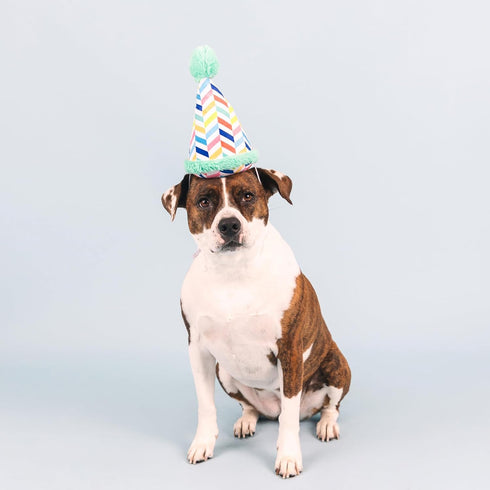 Fringe Studio Plush Dog Toy, Cheers for A Barkday, Pet Shop Collection (314246)...
