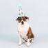 Fringe Studio Plush Dog Toy, Cheers for A Barkday, Pet Shop Collection (314246)...