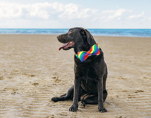 Rainbow Flag Dog Collar Gay Pride Stuff for Parade, DOGWONG LGBTQ Flags Equality Pet Apparel Decor Gift and LGBT Ally Accessories...