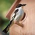 Outdoor Wooden DIY Bird Nest Cage Bird Feeder with Suction Cup Window Decorations...