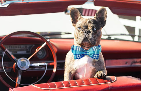Plaid Dog Collar with Bow tie-Summer Cotton Dog Collar Blue Plaid Pet Collar Comfortable Cute Dog Collar for Small Medium Large Dog...