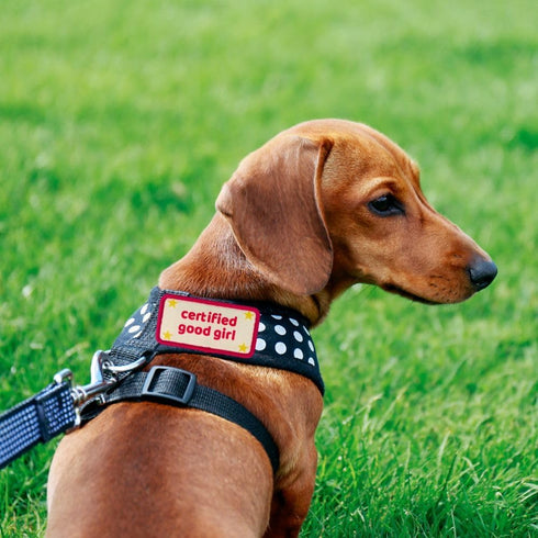 Certified Good Boy Girl Dog Harness Patches | Hoop & Loop Funny Cute Dogs Patch for Removable Vest Collar Tactical Working Moral Training Tracking...