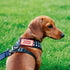 Certified Good Boy Girl Dog Harness Patches | Hoop & Loop Funny Cute Dogs Patch for Removable Vest Collar Tactical Working Moral Training Tracking...