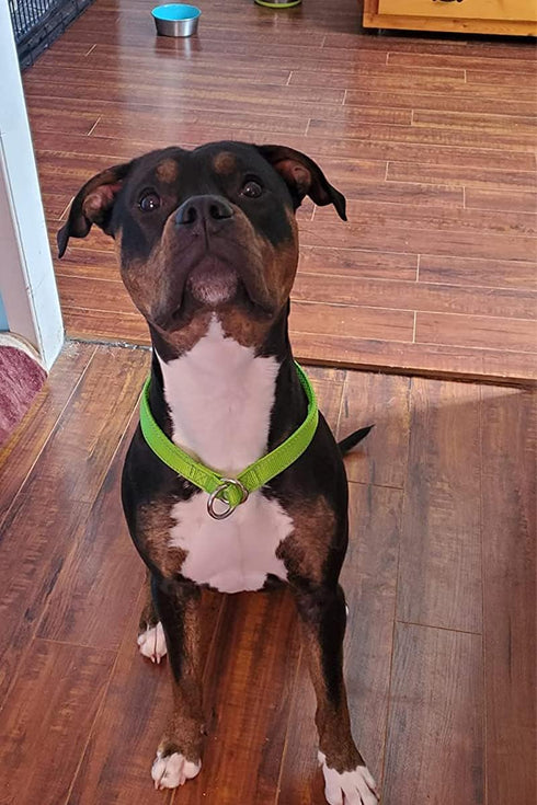 Reflective Slip Collar, Soft Nylon Training Choke Collar for Dogs in Green 22", Wide 1"(Suitable for Dog Weight Around 39-60 pounds)...