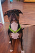 Reflective Slip Collar, Soft Nylon Training Choke Collar for Dogs in Green 22", Wide 1"(Suitable for Dog Weight Around 39-60 pounds)...