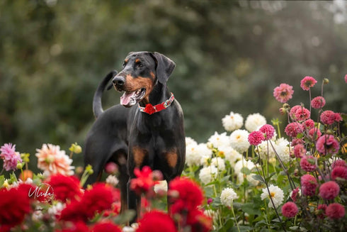 Floral Dog Collar for Large Dogs, Designer Girl Dog Collar with Flower Bow, Quick Release Dog Wedding Collar...