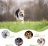 Puppy Toys for Teething, Dog Chew Toys for Small & Medium Breeds, Soothe Teething Pain, Lessens Anxiety, Durable, All-Natural Rubber and Cotton, 4...