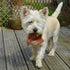 Chicken Jerky Dog Treats Single Ingredient and Made in USA...
