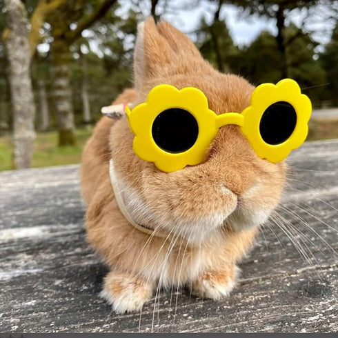 6 Pieces Small Animal Summer Hats & Sunglasses Small Pet Costume Outfit Accessories for Bunny Kitty Guinea Pig Puppy Chinchilla Ferrets...