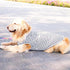 ANIAC Summer Dog Shirt for Medium Dog Girl Boy Striped Dog T-Shirt White Basic Tank Top Sleeveless Doggy Vest Spring Pet Clothes for Dog (White, 5...
